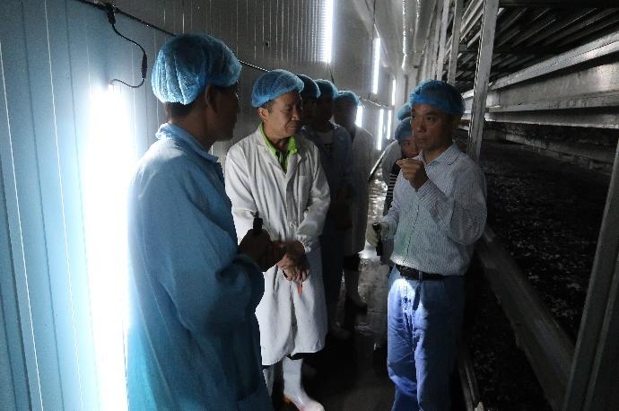 上海食用菌产业技术体系首席专家赴山东考察双孢蘑菇工厂化生产